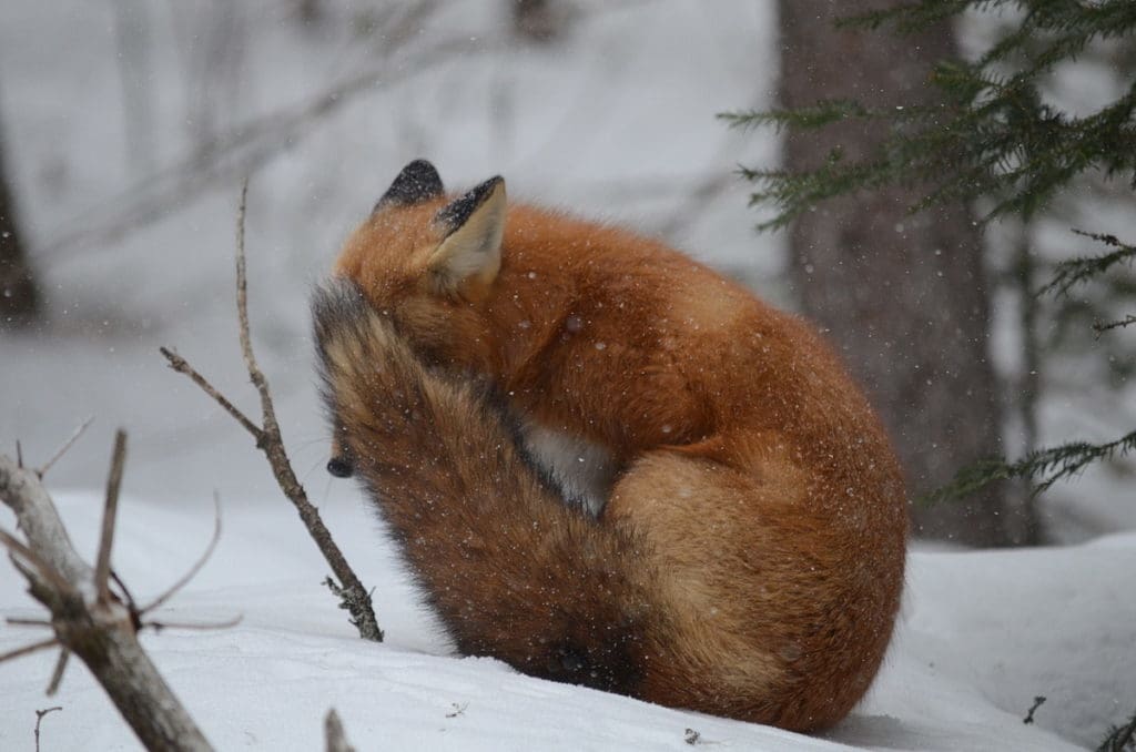 Image of a red fox holding its tail up during a snowstorm in Algonquin Park in Ontario, Canada. Photography by Frame To Frame - Bob and Jean