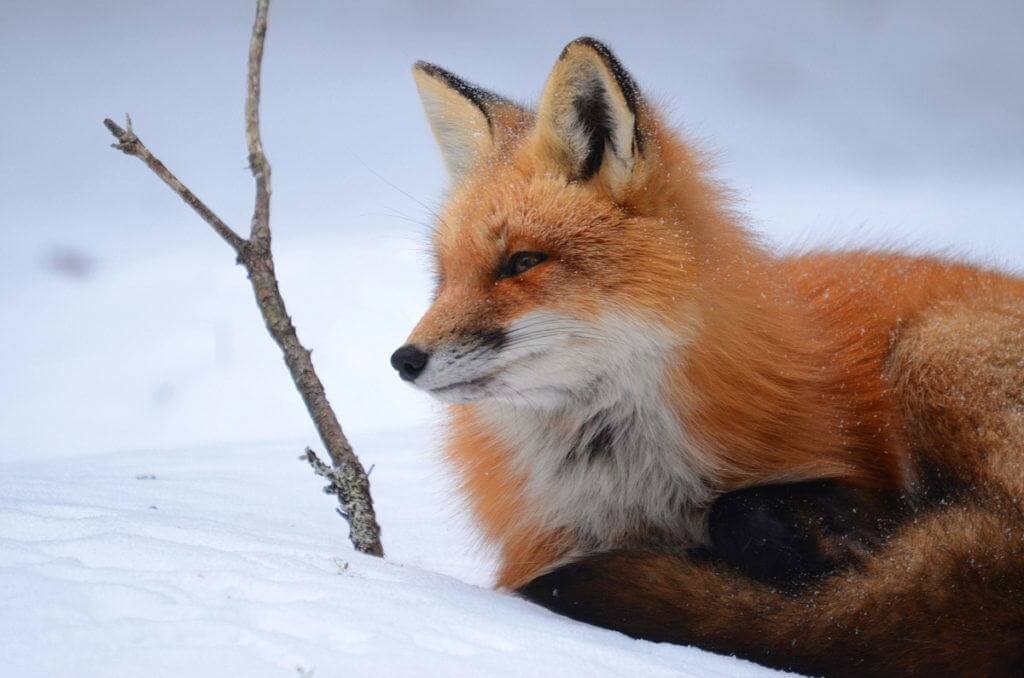 A Red Fox on a cold winter's day in Algonquin Park