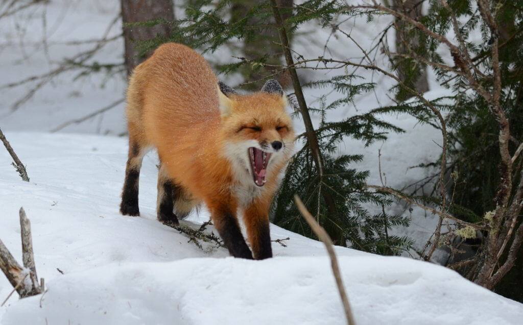 Image of a red fox stretching in the snow in Algonquin Park in Ontario, Canada. Photography by Frame To Frame - Bob and Jean