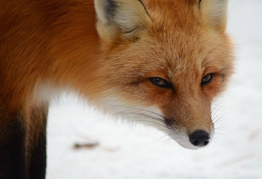 Image of a red fox looking toward the lens of a camera in Algonquin Park in Ontario, Canada. Photography by Frame To Frame - Bob and Jean