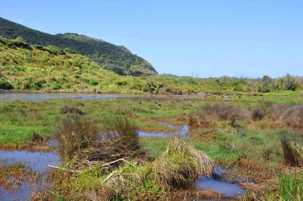 An image of Karekare Stream near Auckland, New Zealand.