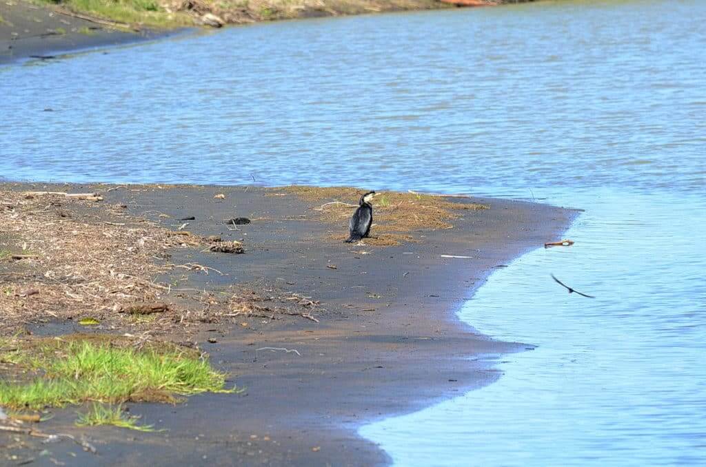 An image of a Little Pied Cormorant on the Karekare Stream near Auckland, New Zealand.