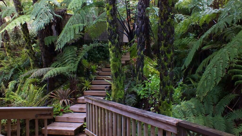 An image of the forest at Lone Kauri Lodge in the Waitakere Hills near Auckland, New Zealand.