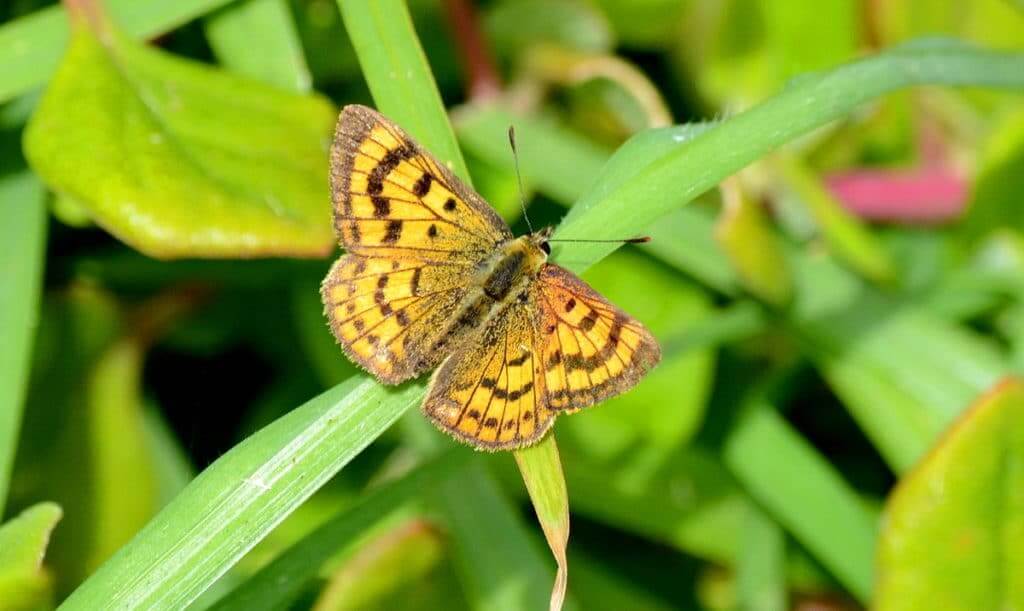 An image of a Rauparaha's Copper Butterfly near Muriwai, New Zealand