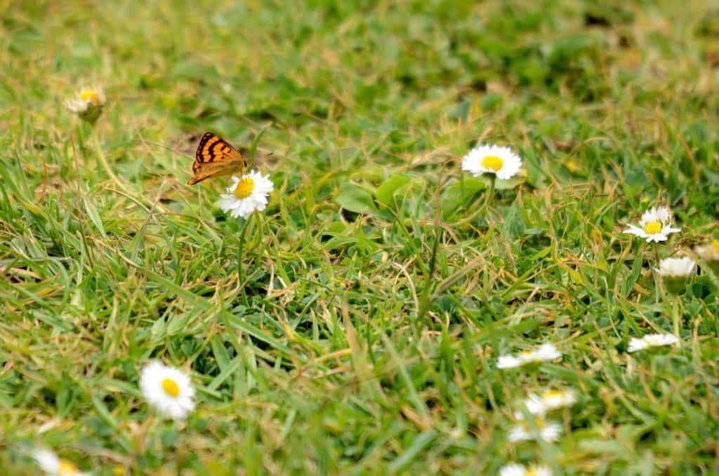 an image of a Rauparaha's Copper Butterfly on daisies near Muriwai, New Zealand