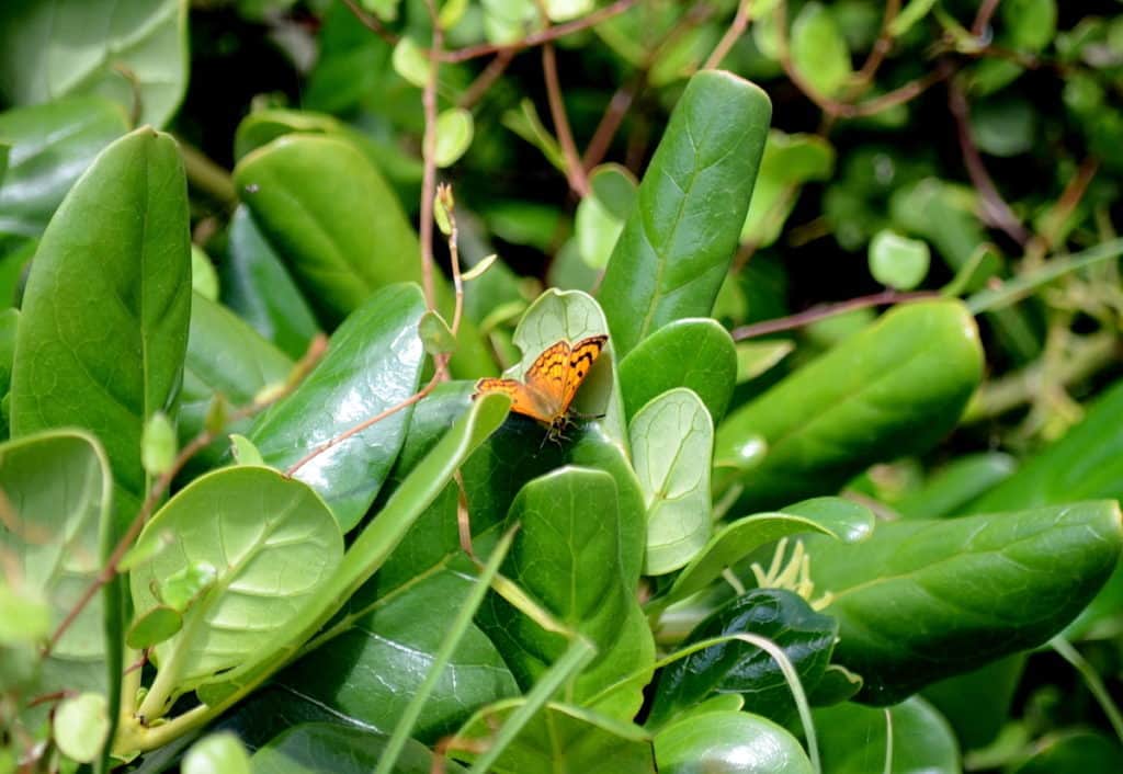 an image of a Rauparaha's Copper Butterfly on waxy green leaves at Muriwai, New Zealand