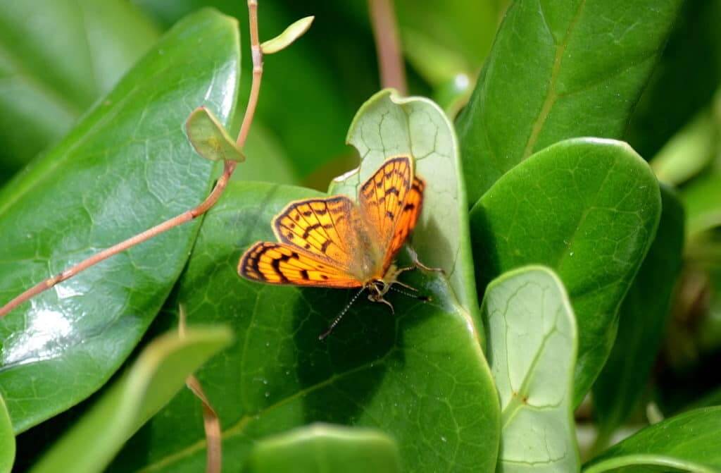 an image of a closeup of a Rauparaha's Copper Butterfly at Muriwai, New Zealand