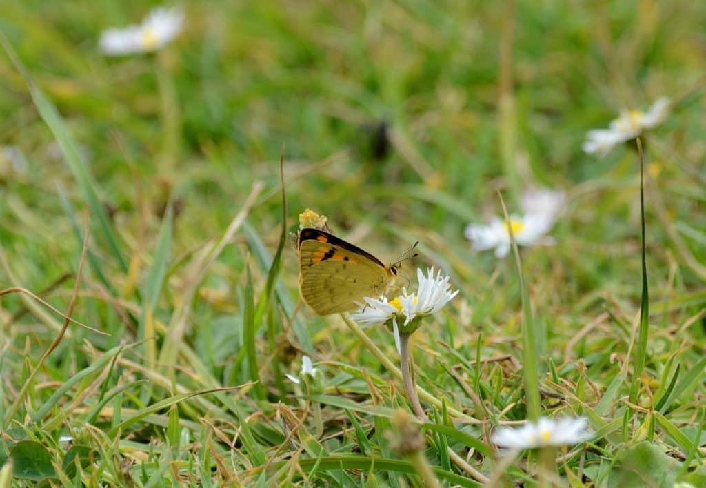 an image of a Rauparaha's Copper Butterfly near Muriwai, New Zealand