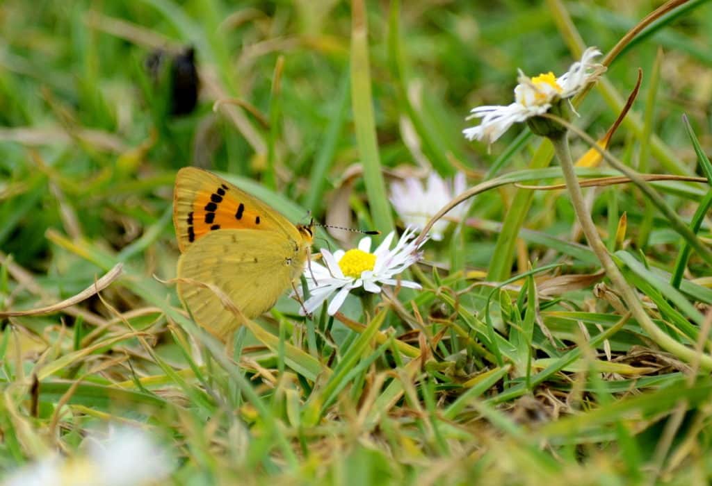 an image of a closeup ventral view of a Rauparaha's Copper Butterfly, New Zealand