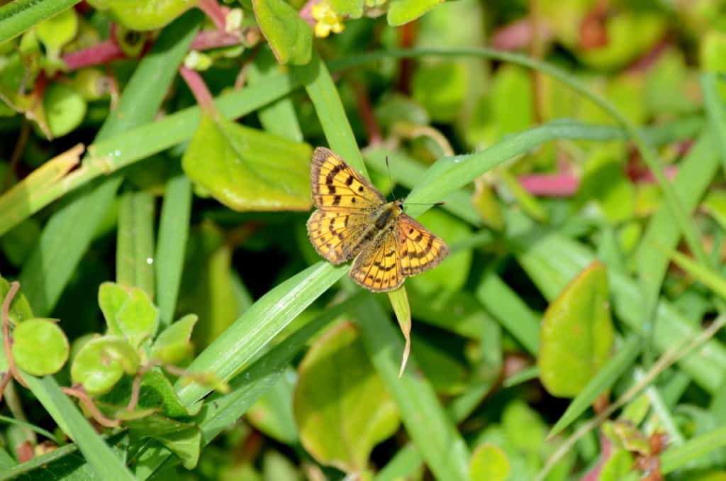 an image of a Rauparaha's Copper Butterfly and Creeping Pohuehue at Muriwai, New Zealand