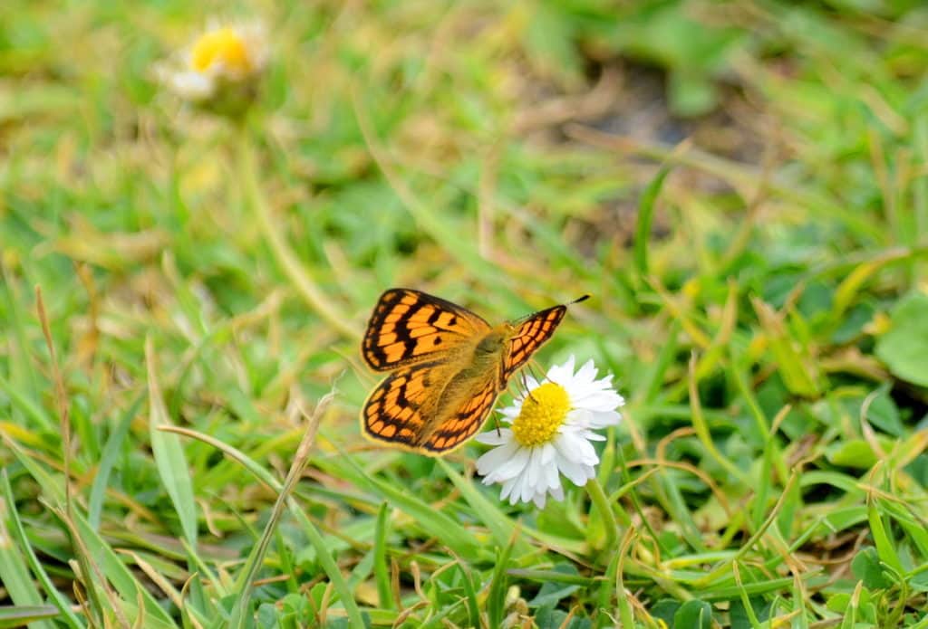 an image of a Rauparaha's Copper Butterfly on a daisy near Muriwai, New Zealand