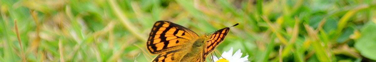 Rauparaha's Copper butterfly near muriwai regional park, new zealand _3241