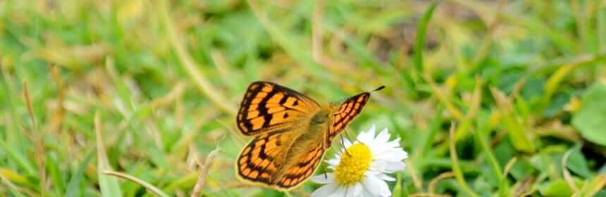 Rauparaha's Copper butterfly near muriwai regional park, new zealand _3241