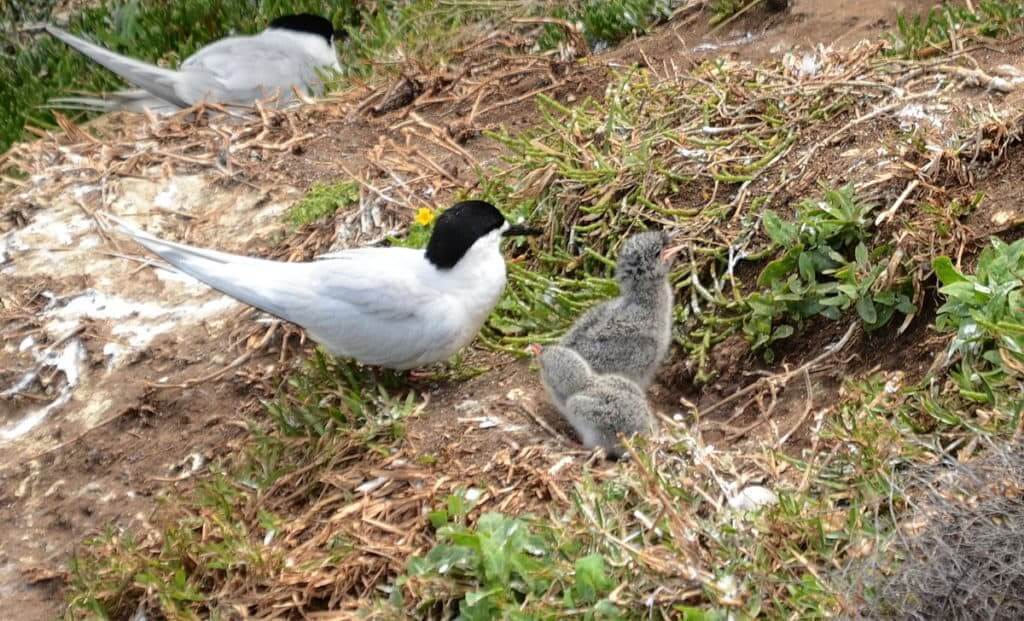An image of a White-fronted Tern with two chicks at Muriwai in New Zealand.