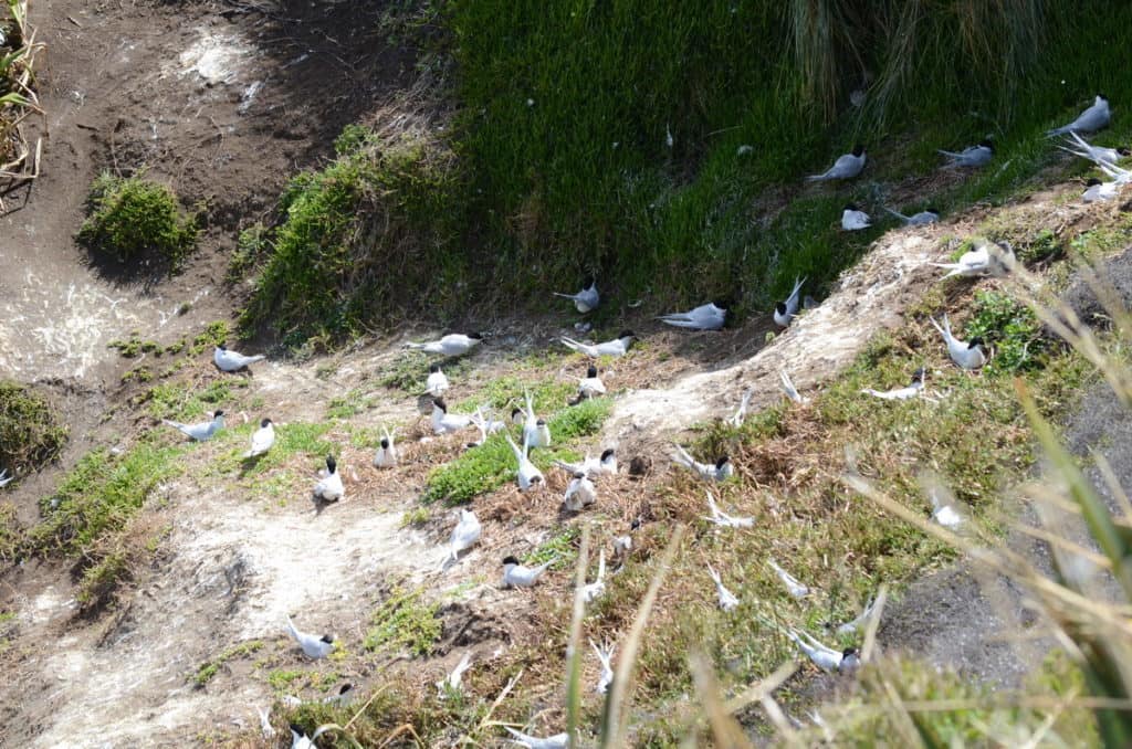 An image of the White-fronted Tern colony at Muriwai in New Zealand.