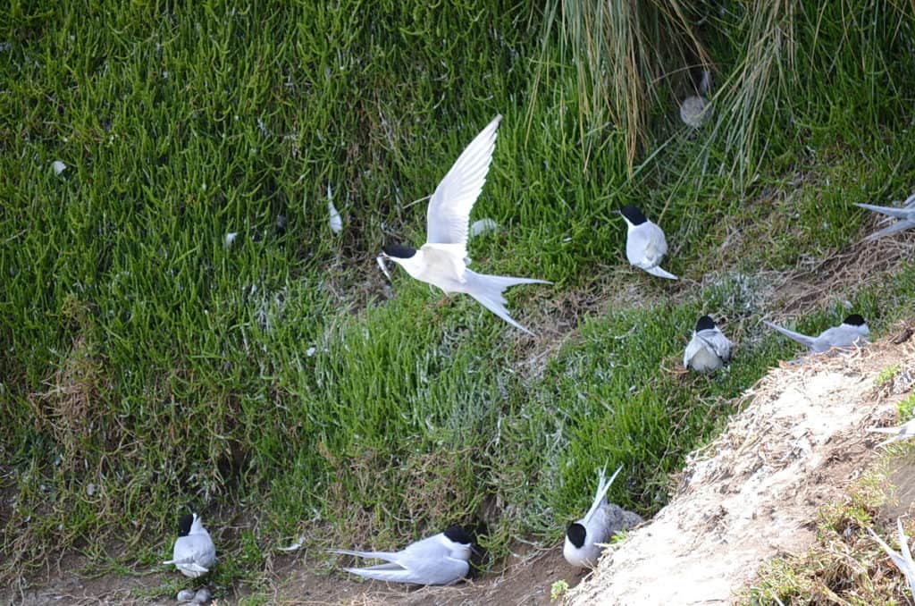 An image of a White-fronted Tern in flight with a fish at Muriwai in New Zealand.