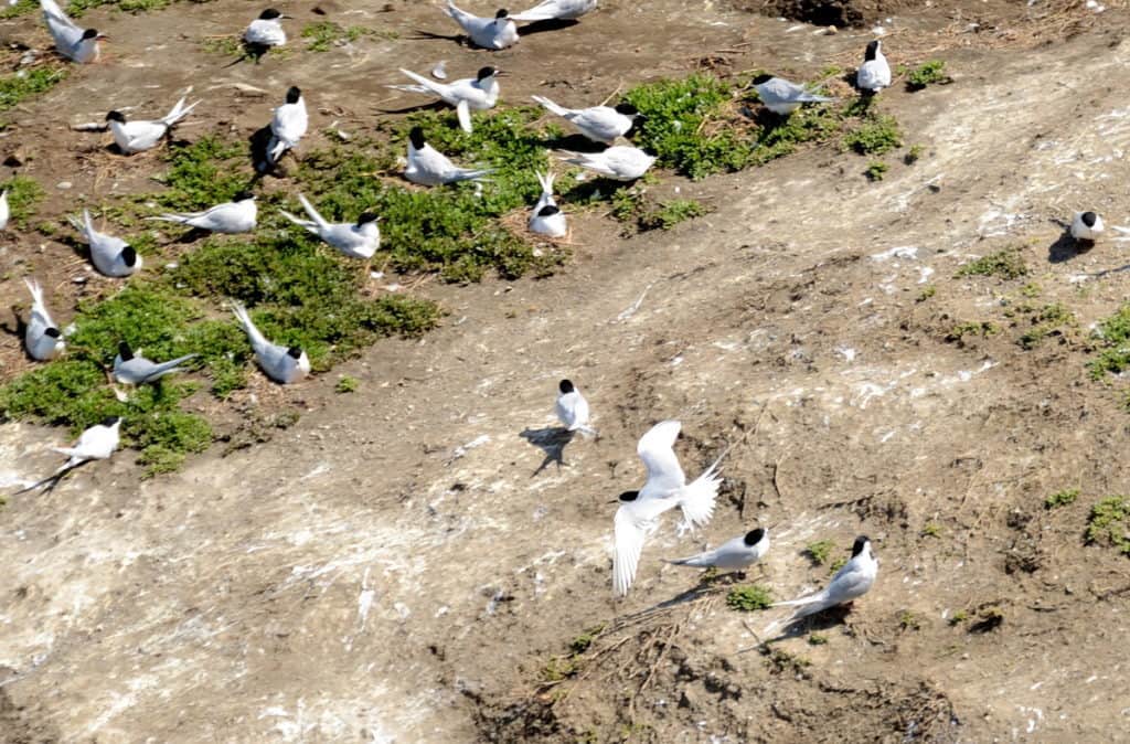 An image of the White-fronted Tern Colony at Muriwai in New Zealand.