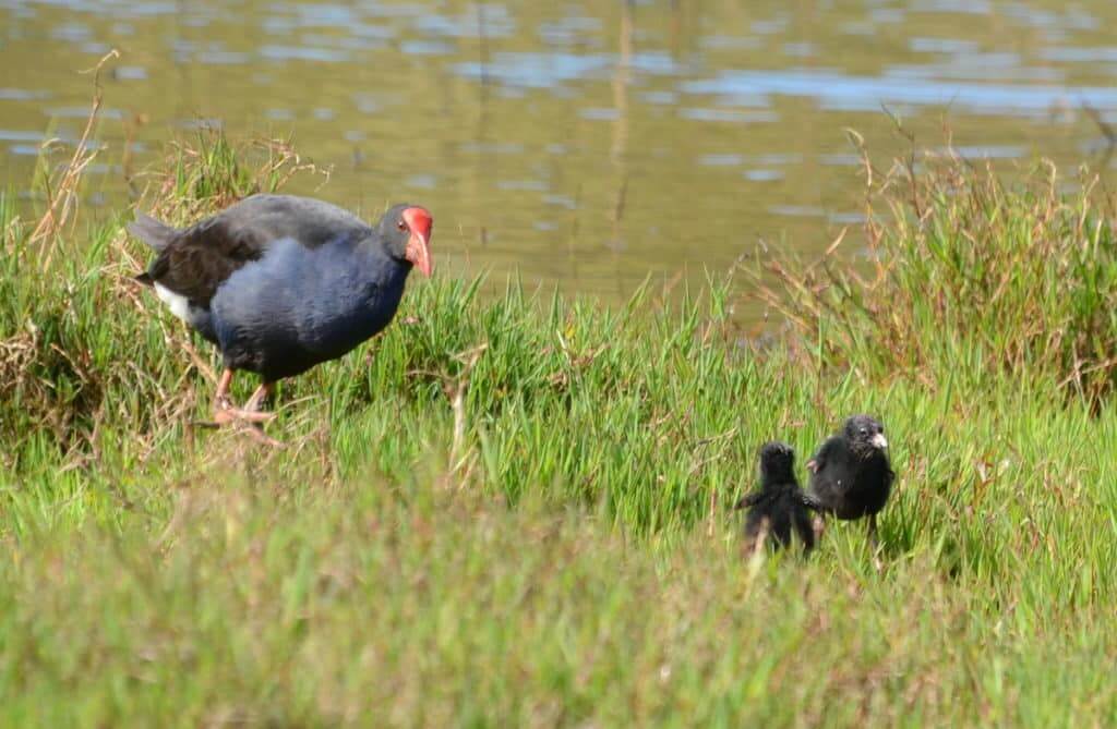 An image of an Australasian Swamphen and her chicks on the edge of the Karekare Stream near Auckland, New Zealand.