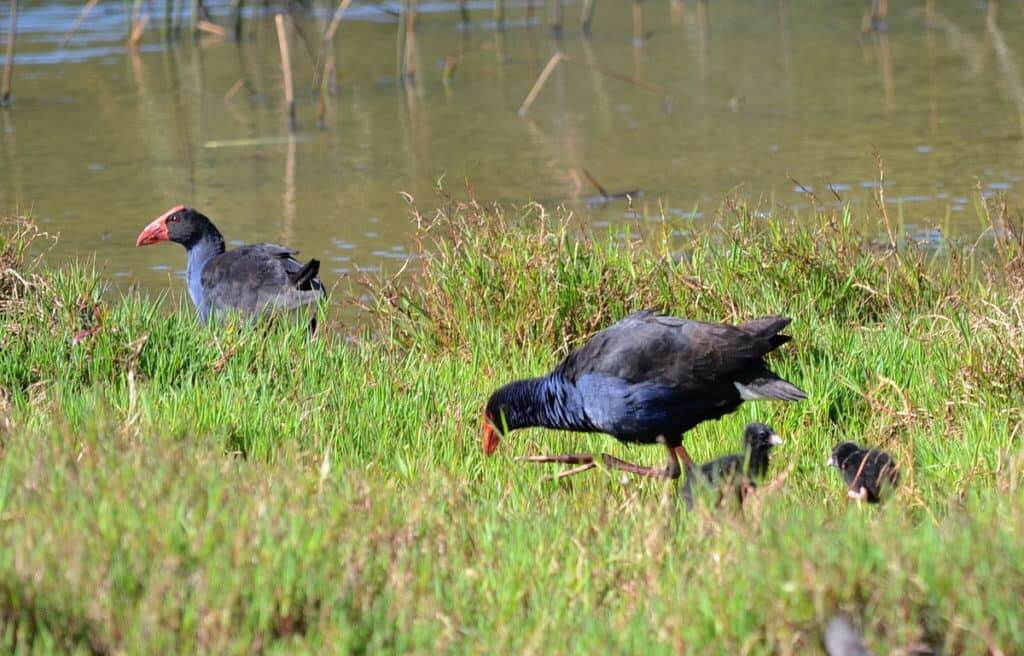An image of an Australasian Swamphens and chicks on the edge of the Karekare Stream near Auckland, New Zealand.