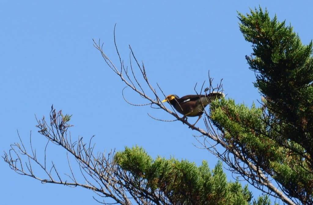 An image of a Common Myna bird sitting in a tree along the Karekare Stream near Auckland, New Zealand.