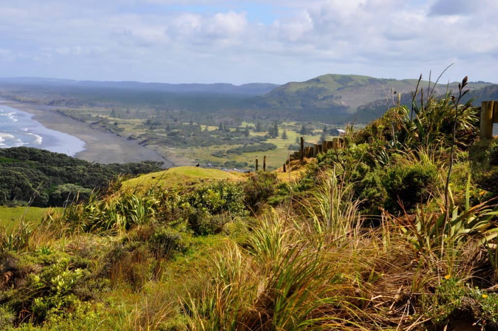 an image of coastal dunes at Muriwai, North Island, New Zealand