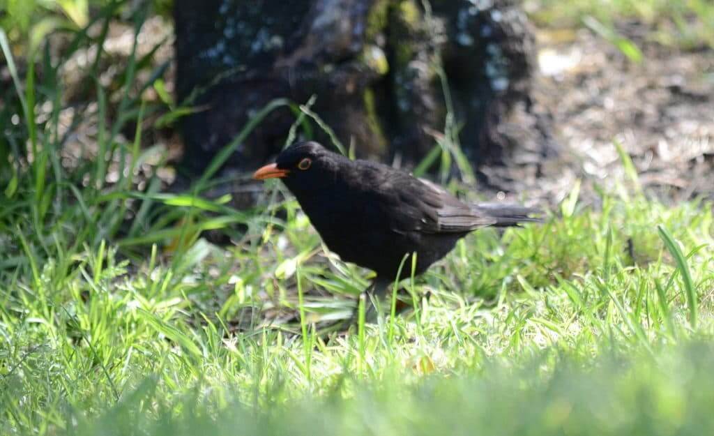 An image of a Eurasian Blackbird in the parking lot beside the Karekare Stream near Auckland, New Zealand.