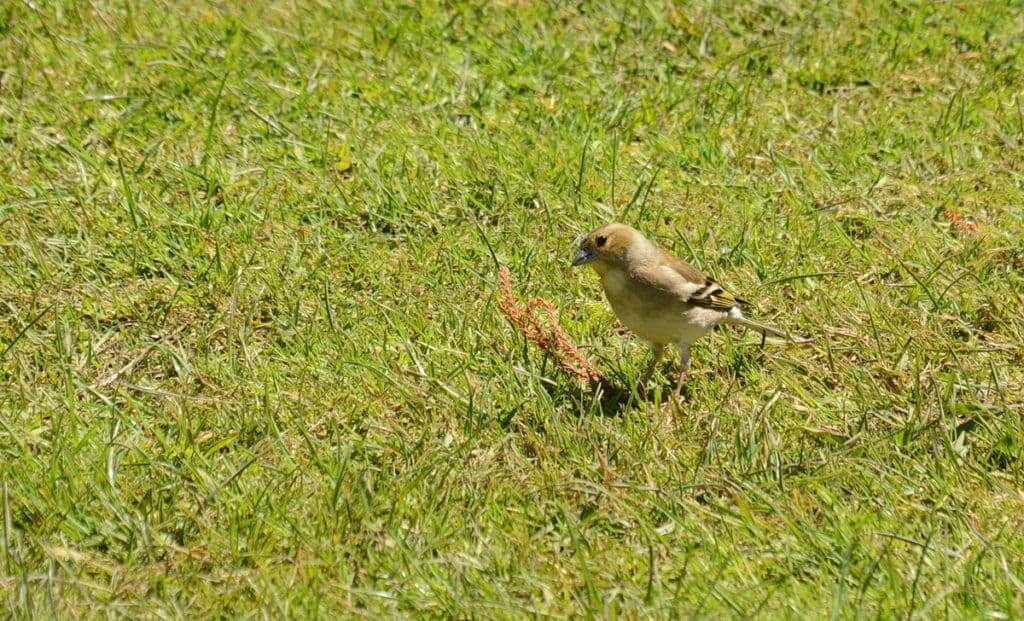 An image of a Female Chaffinch beside the Karekare Stream near Auckland, New Zealand.