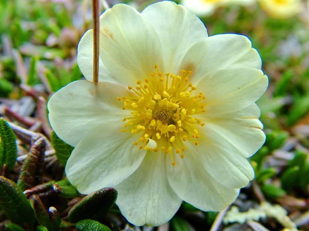 northern white mountain avens flower on quirpon island, newfoundland, canada