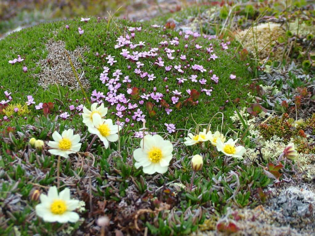 northern white mountain avens flowers on quirpon island, newfoundland, canada