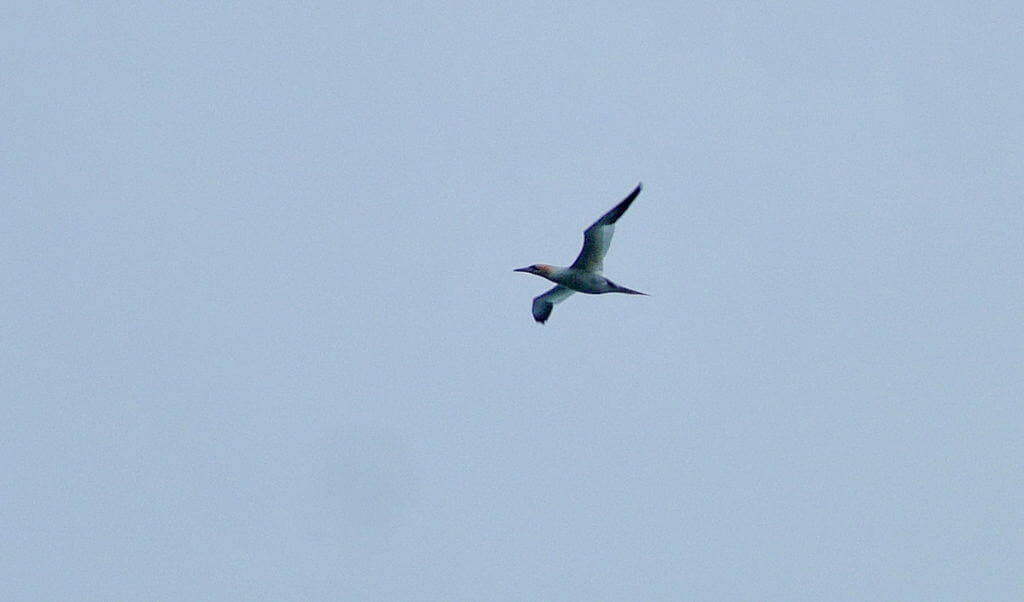 a northern gannet off quirpon island, newfoundland, canada