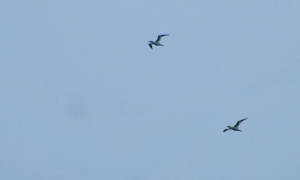 a pair of northern gannets over quirpon island, newfoundland, canada