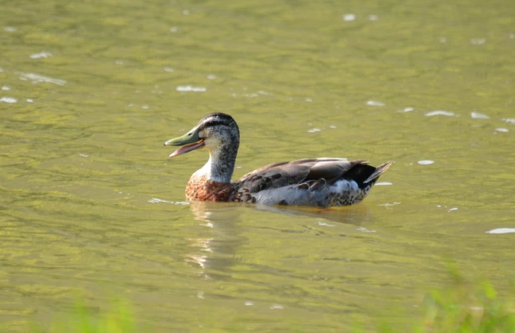 An image of a Grey duck mallard hybird swimming on Karekare Stream near Auckland, New Zealand.