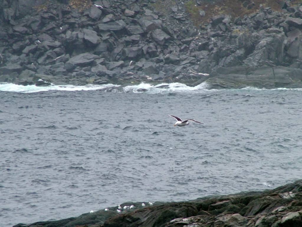 a Great Black-backed Gull soars over quirpon island, newfoundland, canada