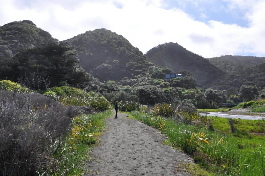 An image of the walking trail along the Karekare Stream near Auckland, New Zealand.