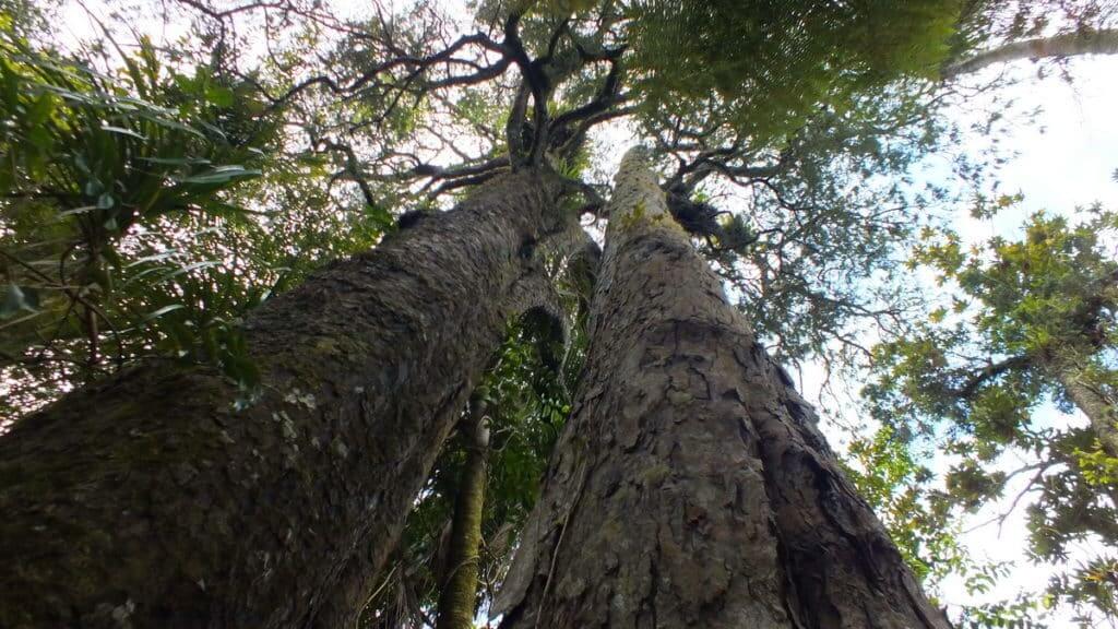 An image of a Kauir tree in the Waitakere Ranges Regional Park near Auckland, New Zealand.