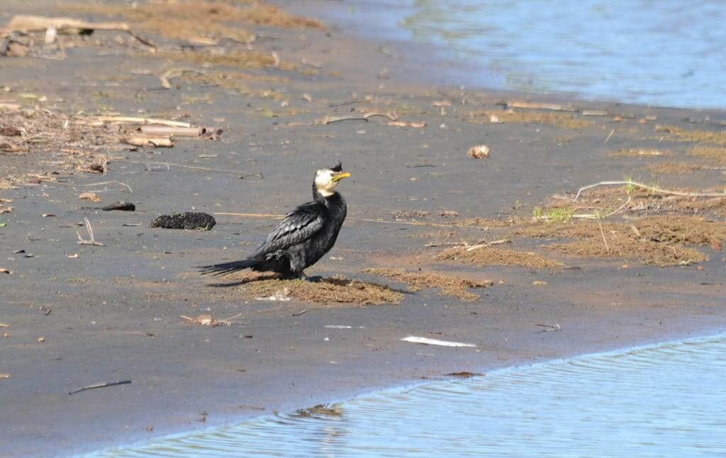 An image of a Little Pied Cormorant on the banks of the Karekare Stream near Auckland, New Zealand.