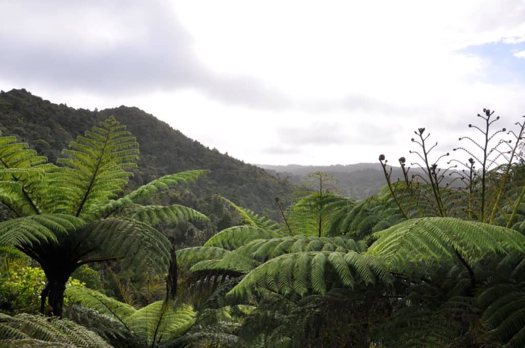 An image of the Waitakere Hills near Auckland, New Zealand.