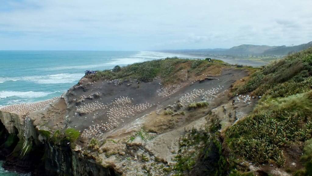An image of the Gannet Colony at Muriwai in New Zealand.