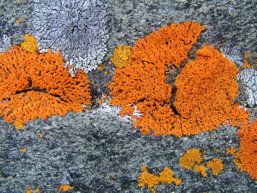 orange elegant sunburst lichen on quirpon island, newfoundland, canada