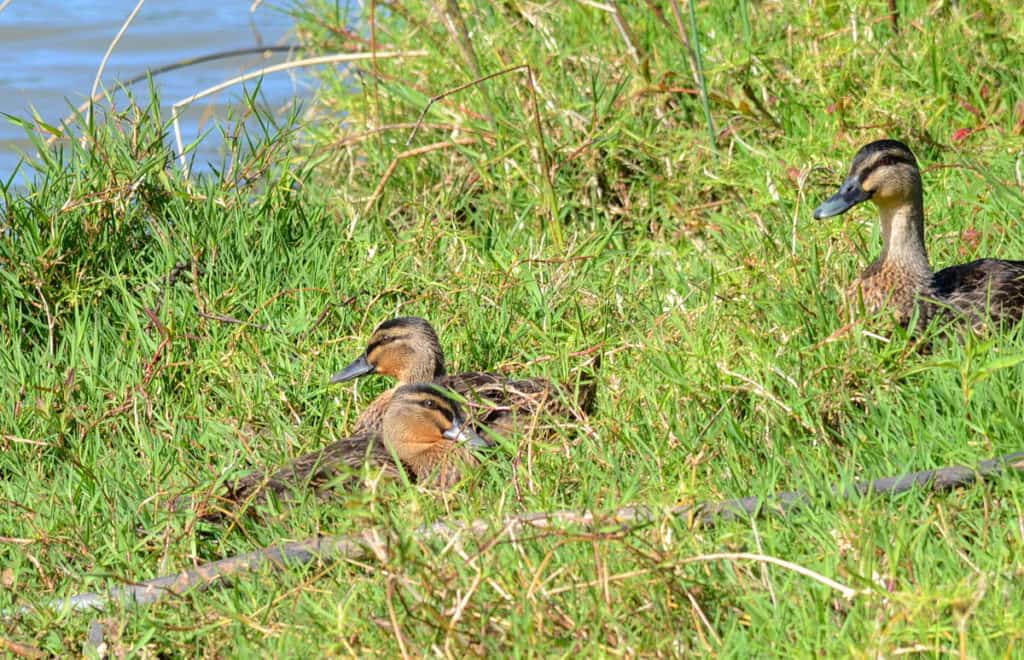 An image of Pacific black ducks on the bank of the Karekare Stream near Auckland, New Zealand.