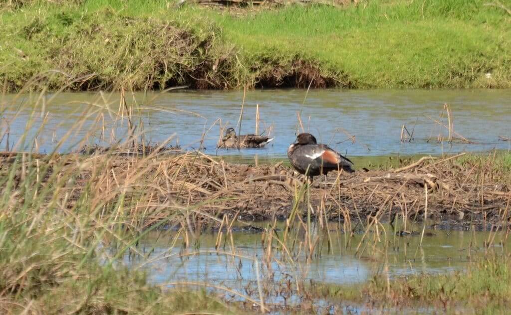 An image of Paradise shelducks on the edge of the Karekare Stream near Auckland, New Zealand.