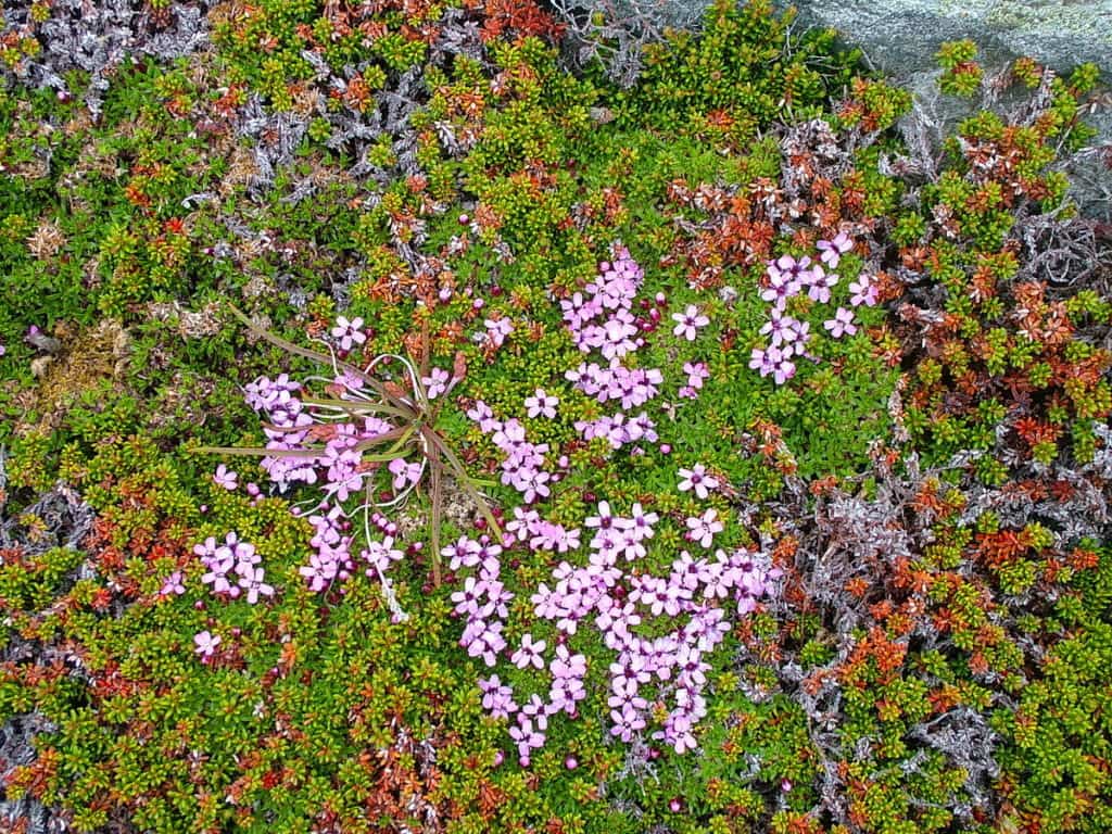 moss campion flowers on quirpon island, newfoundland, canada