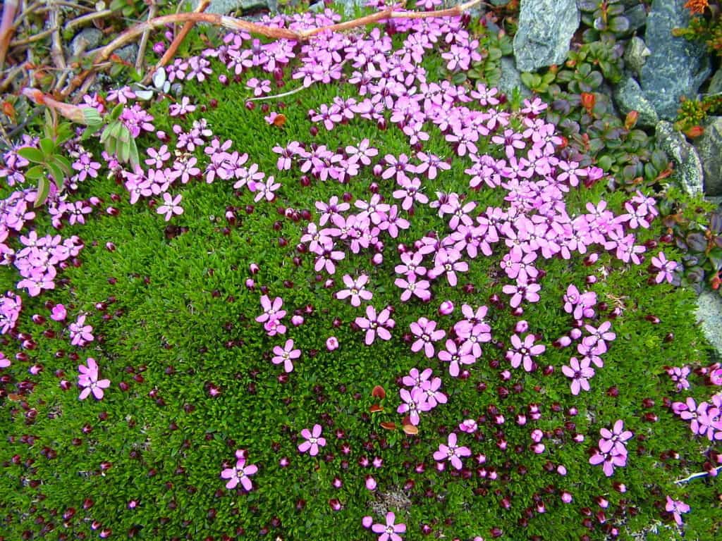pink moss campion flowers on quirpon island, newfoundland, canada
