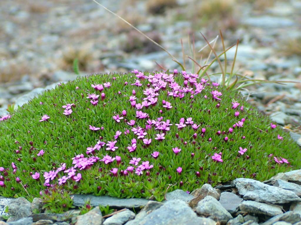 moss campion on quirpon island, newfoundland, canada