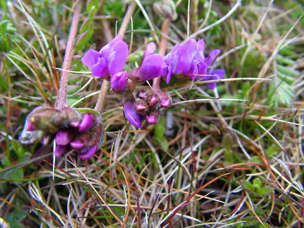 newfoundland oxytrope flowers on quirpon island, newfoundland, canada