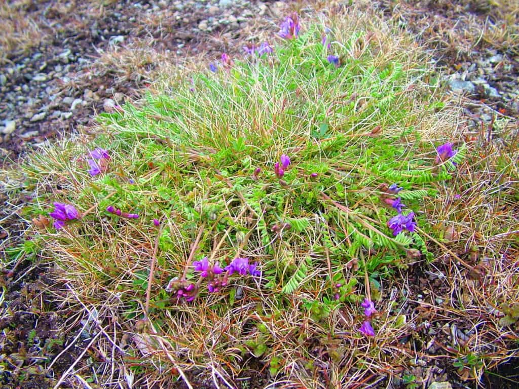 newfoundland oxytrope flowers on quirpon island, newfoundland, canada