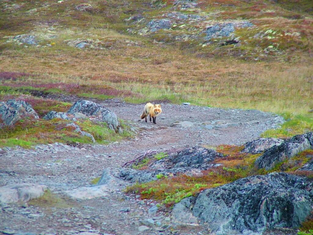 red fox on quirpon island, newfoundland, canada