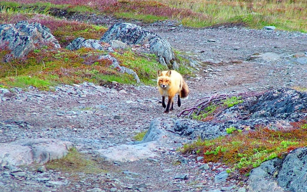 red fox on quirpon island, newfoundland, canada