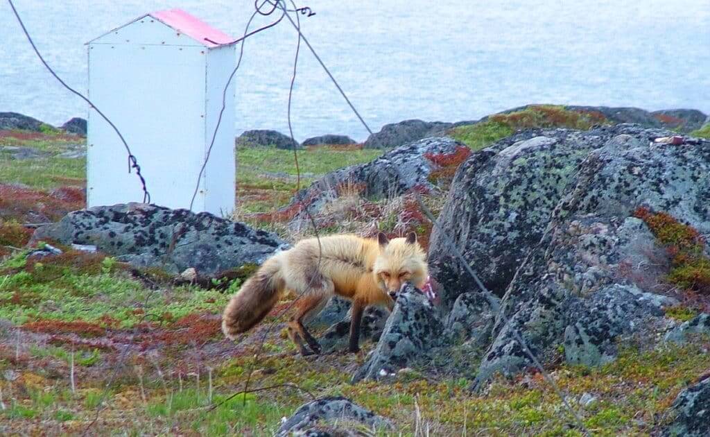 red fox on quirpon island, newfoundland, canada