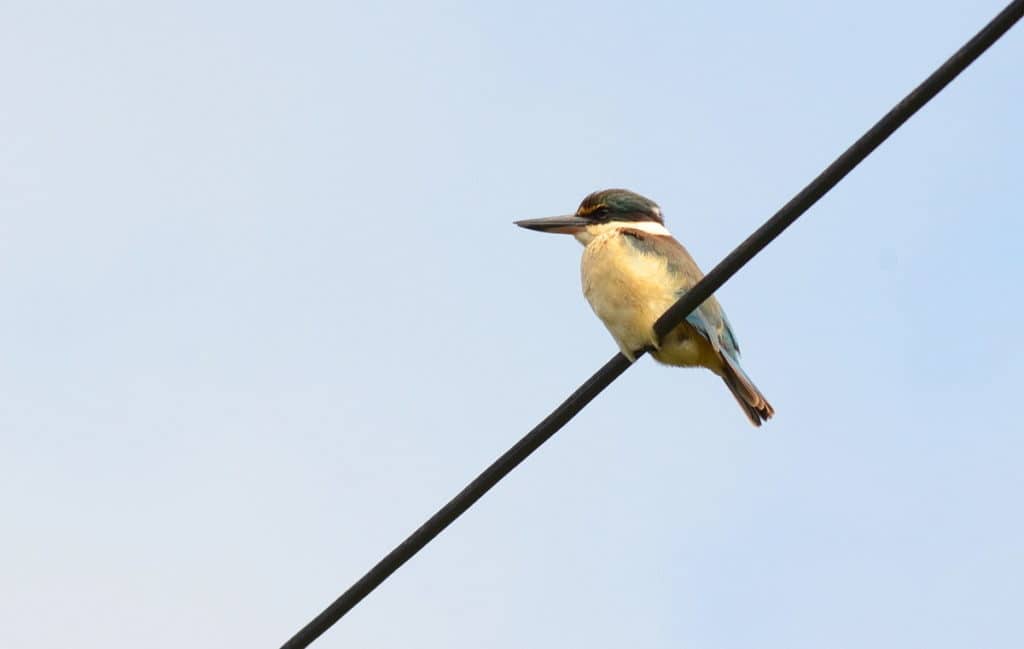 An image of a Sacred Kingfisher near Karekare Falls, Auckland, New Zealand.